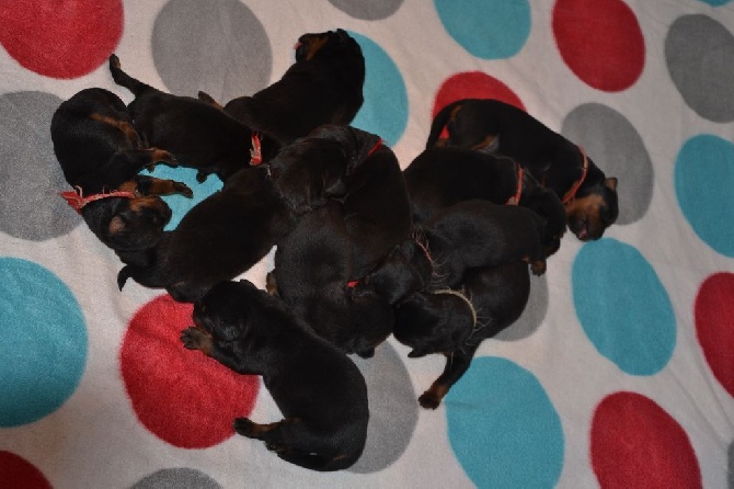 11 chiots sont nés le 14.01.2015