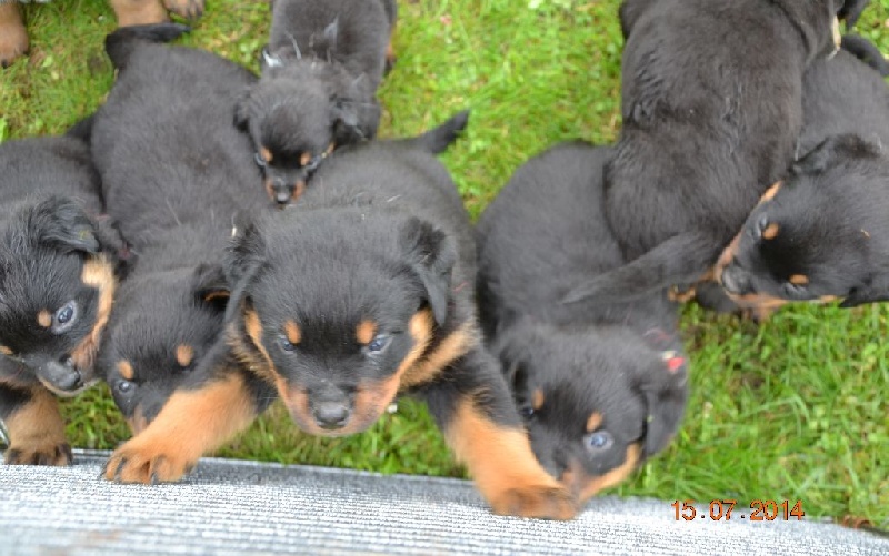 De Kovurot - Rottweiler - Portée née le 08/06/2014